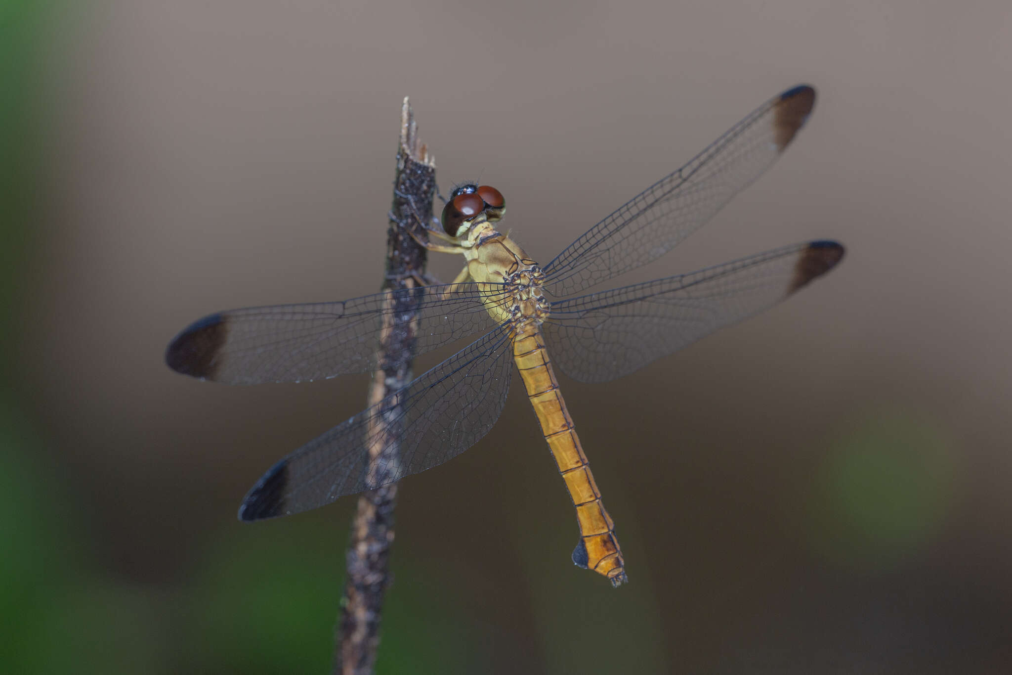 Image of Lyriothemis biappendiculata (Selys 1878)