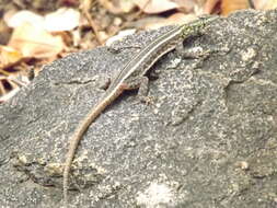 Image of Common Flat Lizard