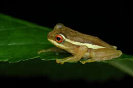 Image of Beddomixalus bijui (Zachariah, Dinesh, Radhakrishnan, Kunhikrishnan, Palot & Vishnudas 2011)