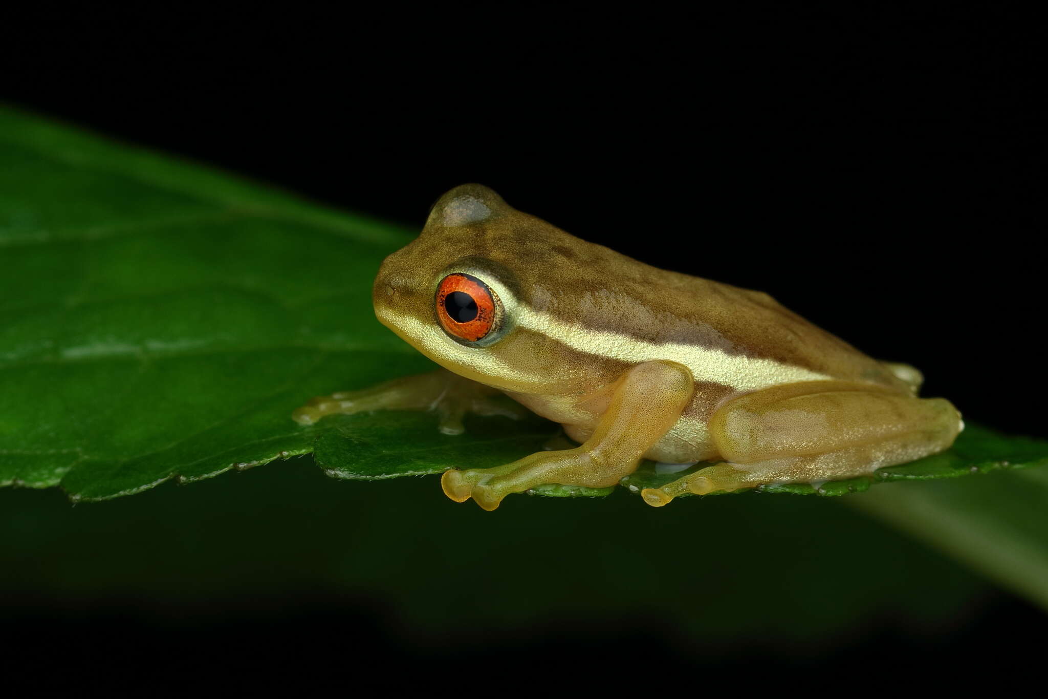 Image of Beddomixalus bijui (Zachariah, Dinesh, Radhakrishnan, Kunhikrishnan, Palot & Vishnudas 2011)