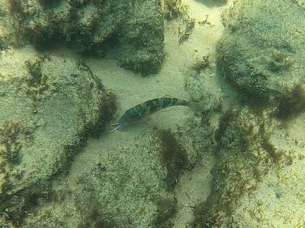 Image of West African Goatfish