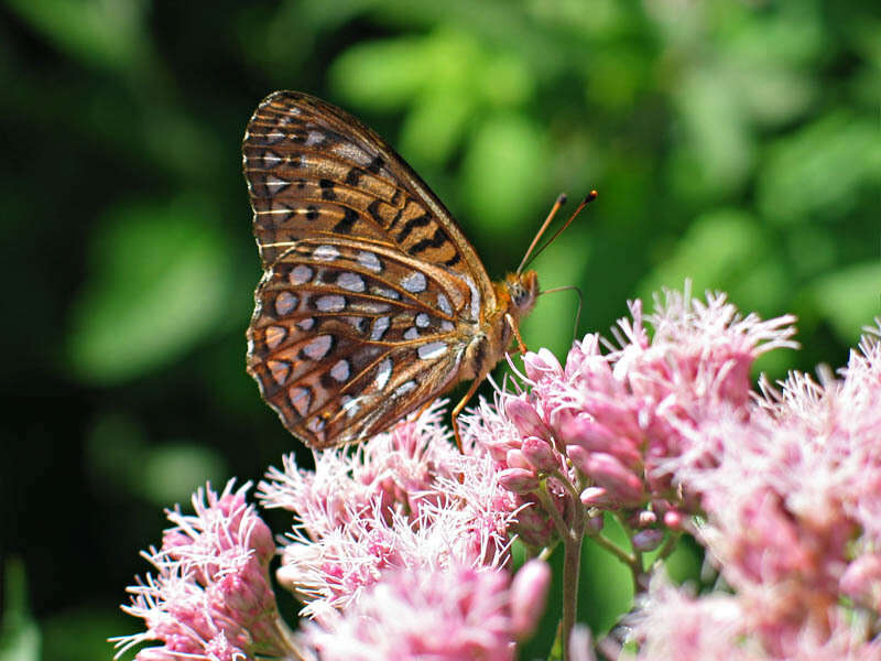 Image of Atlantis Fritillary