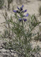 Слика од Sophora stenophylla A. Gray