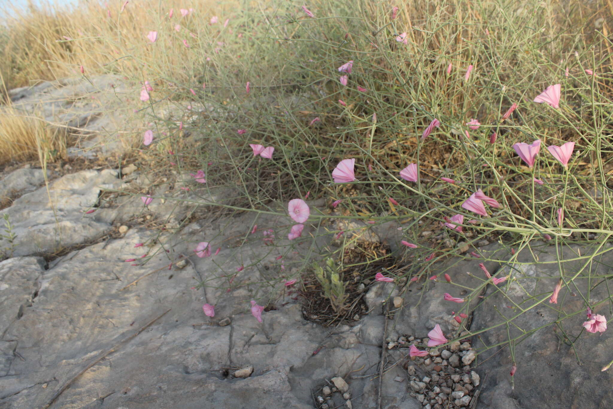 Image de Convolvulus dorycnium L.