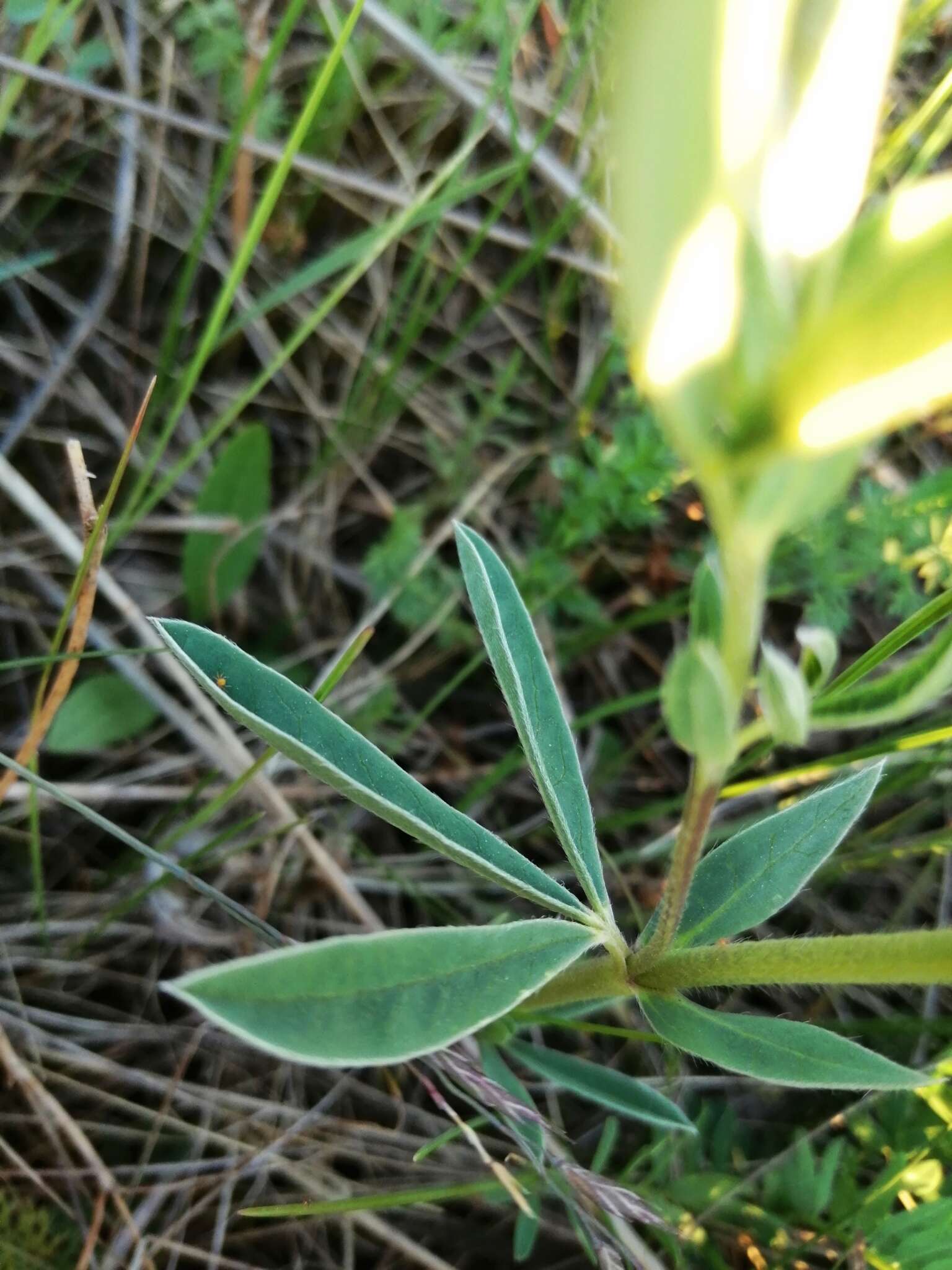 Слика од Thermopsis lanceolata R. Br.