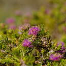 Imagem de Melaleuca trichophylla Lindl.