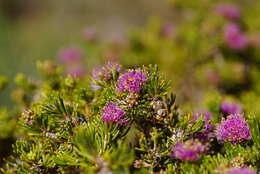 Image of Melaleuca trichophylla Lindl.