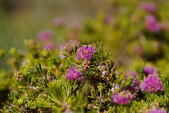 Слика од Melaleuca trichophylla Lindl.