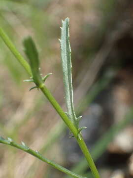 Image of Leucanthemum meridionale Le Grand