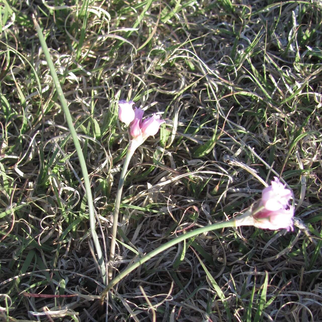 Image of plains onion