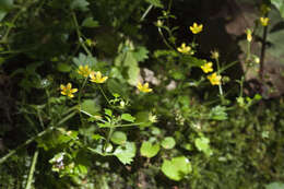 Image of Saxifraga cymbalaria L.