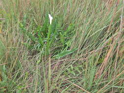 Image of Spotted-leaved arum lily