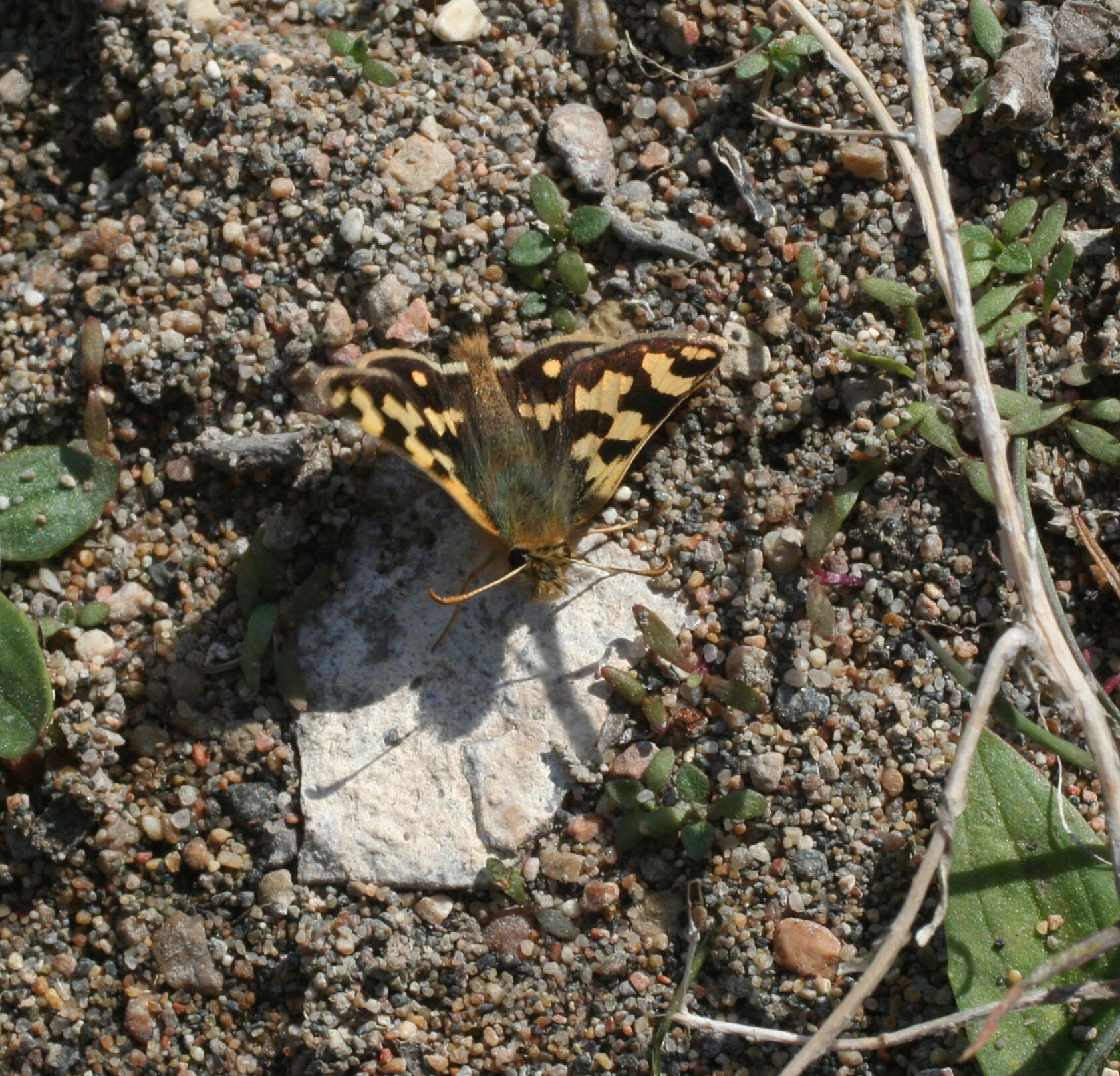 Image of Carterocephalus argyrostigma Eversmann 1851