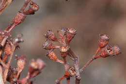 Слика од Corymbia trachyphloia (F. Müll.) K. D. Hill & L. A. S. Johnson