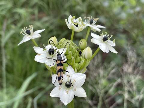 Image of Ornithogalum saundersiae Baker