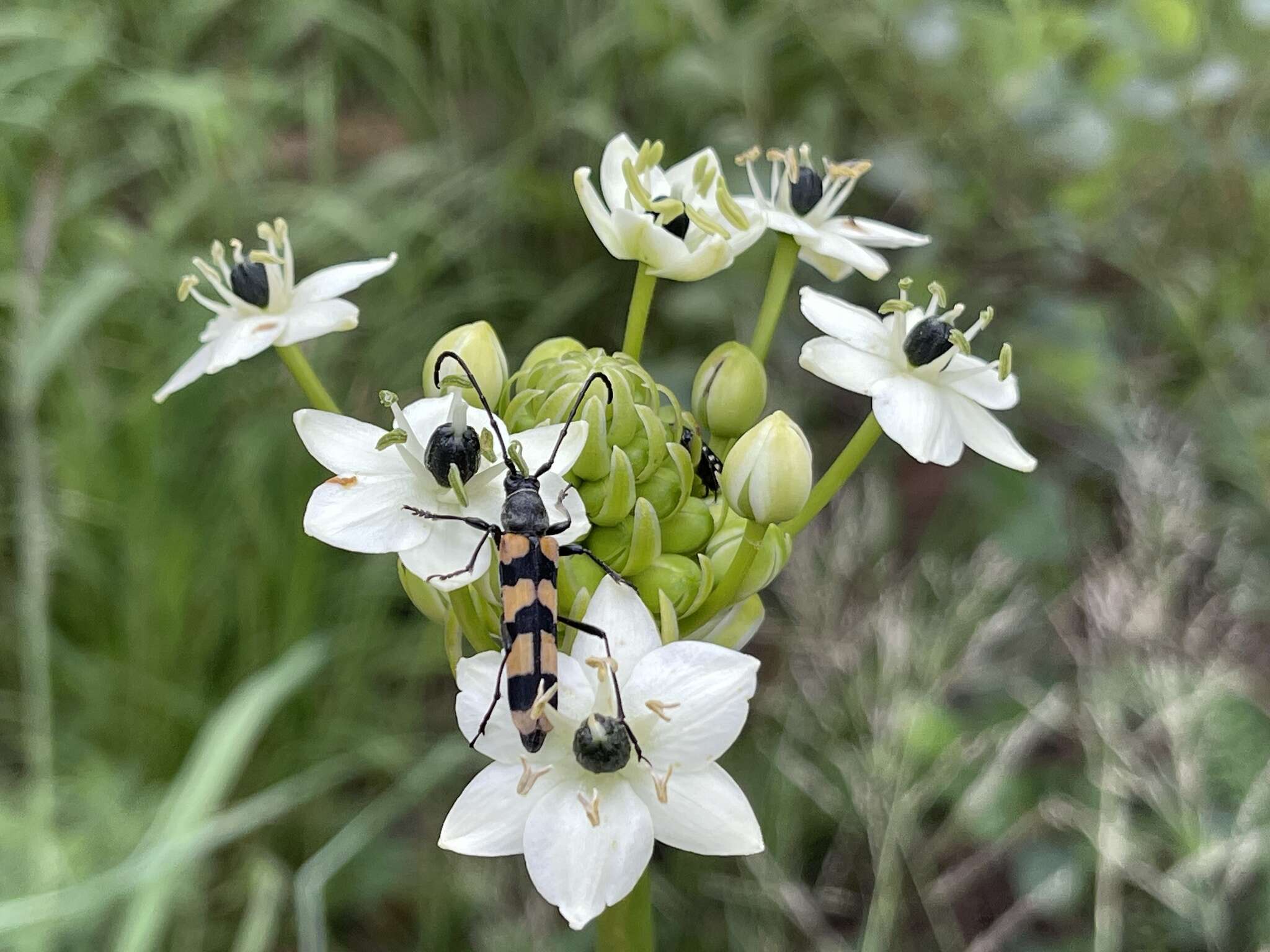 Слика од Ornithogalum saundersiae Baker