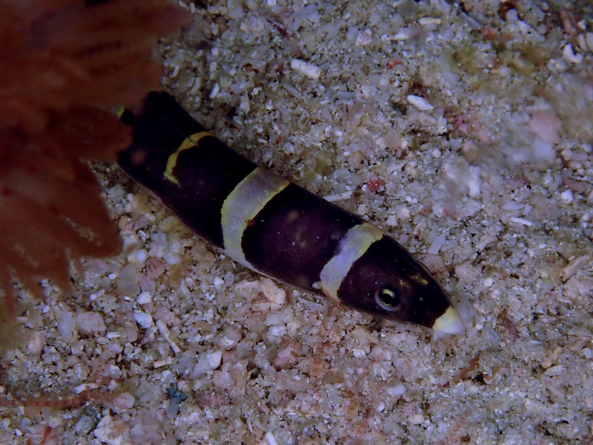 Image of Convict snake eel