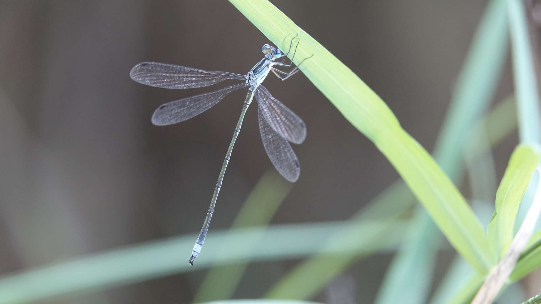 Image of Common Spreadwing