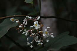 Image of Begonia rufa Thunb.