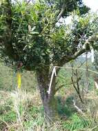 Image of Quercus sessilifolia Blume