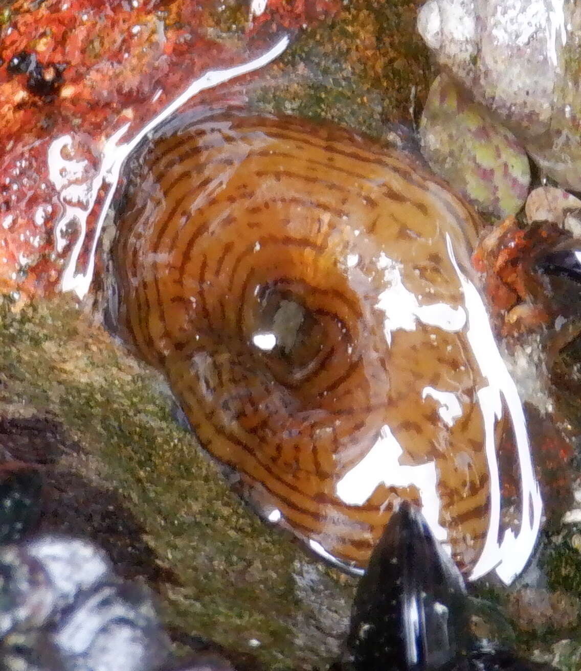 Image of Girdle anemone