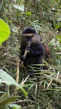 Image of Golden monkey