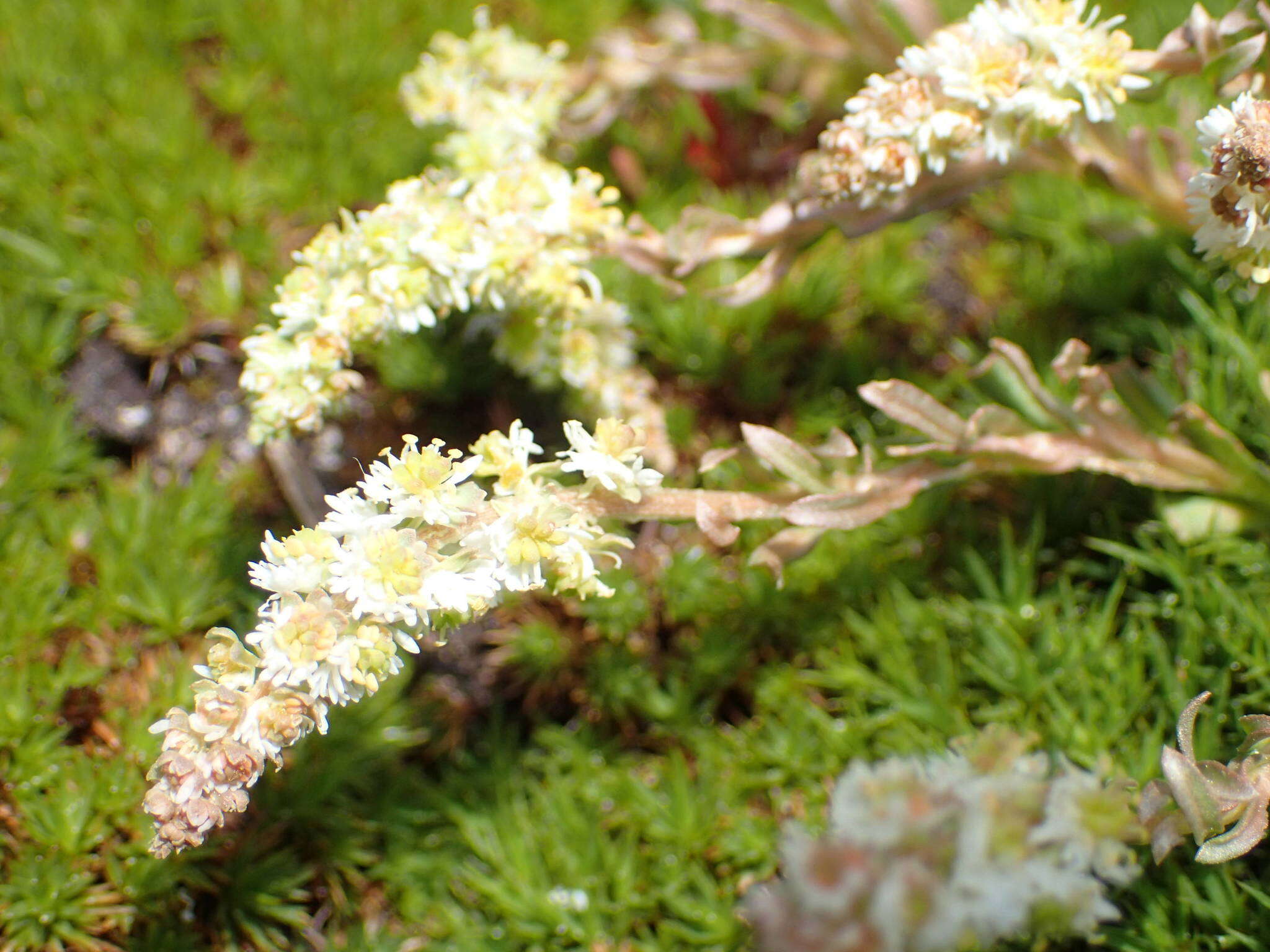 Image of Sesamoides interrupta (Boreau) G. López González