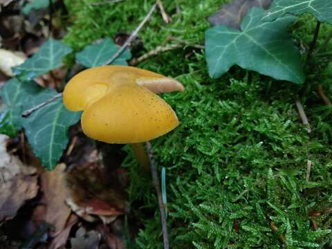 Image of Pluteus chrysophaeus (Schaeff.) Quél. 1872