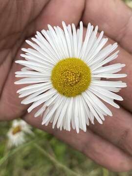 Image of Erigeron delphinifolius Willd.