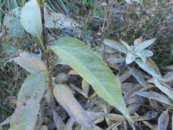 Image of cheerful sunflower