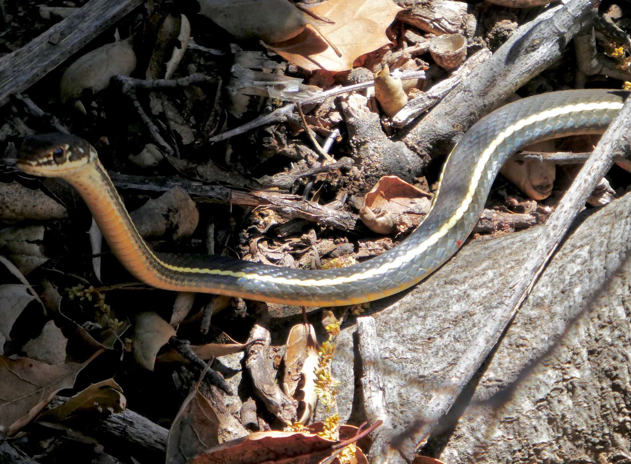 Image of California whipsnake