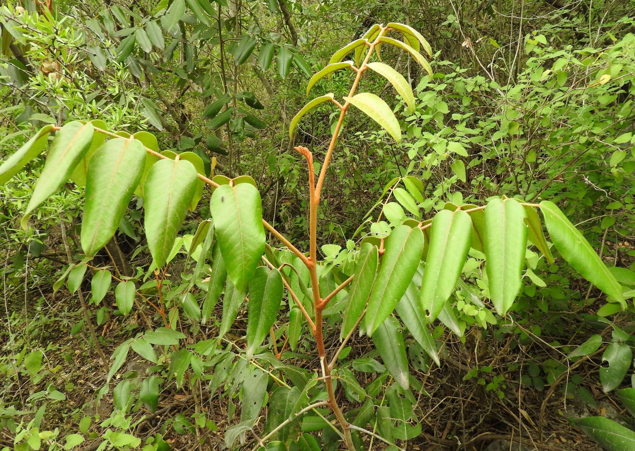 Decatropis bicolor (Zucc.) Radlk.的圖片