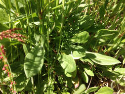 Image of Sheep's Sorrel