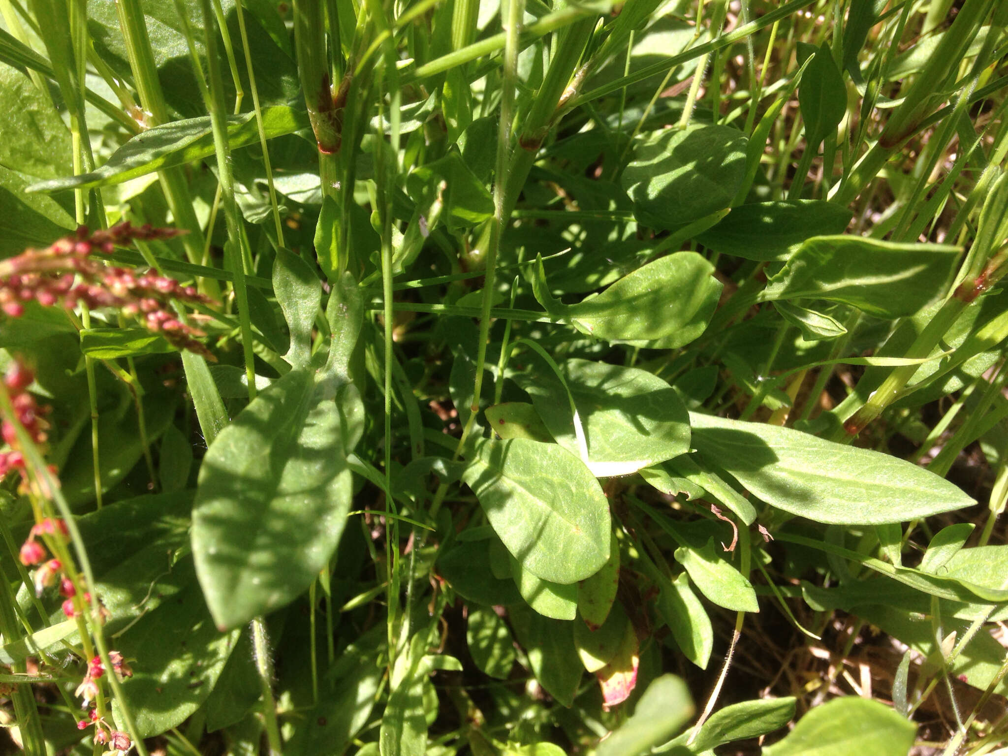 Plancia ëd Rumex acetosella L.