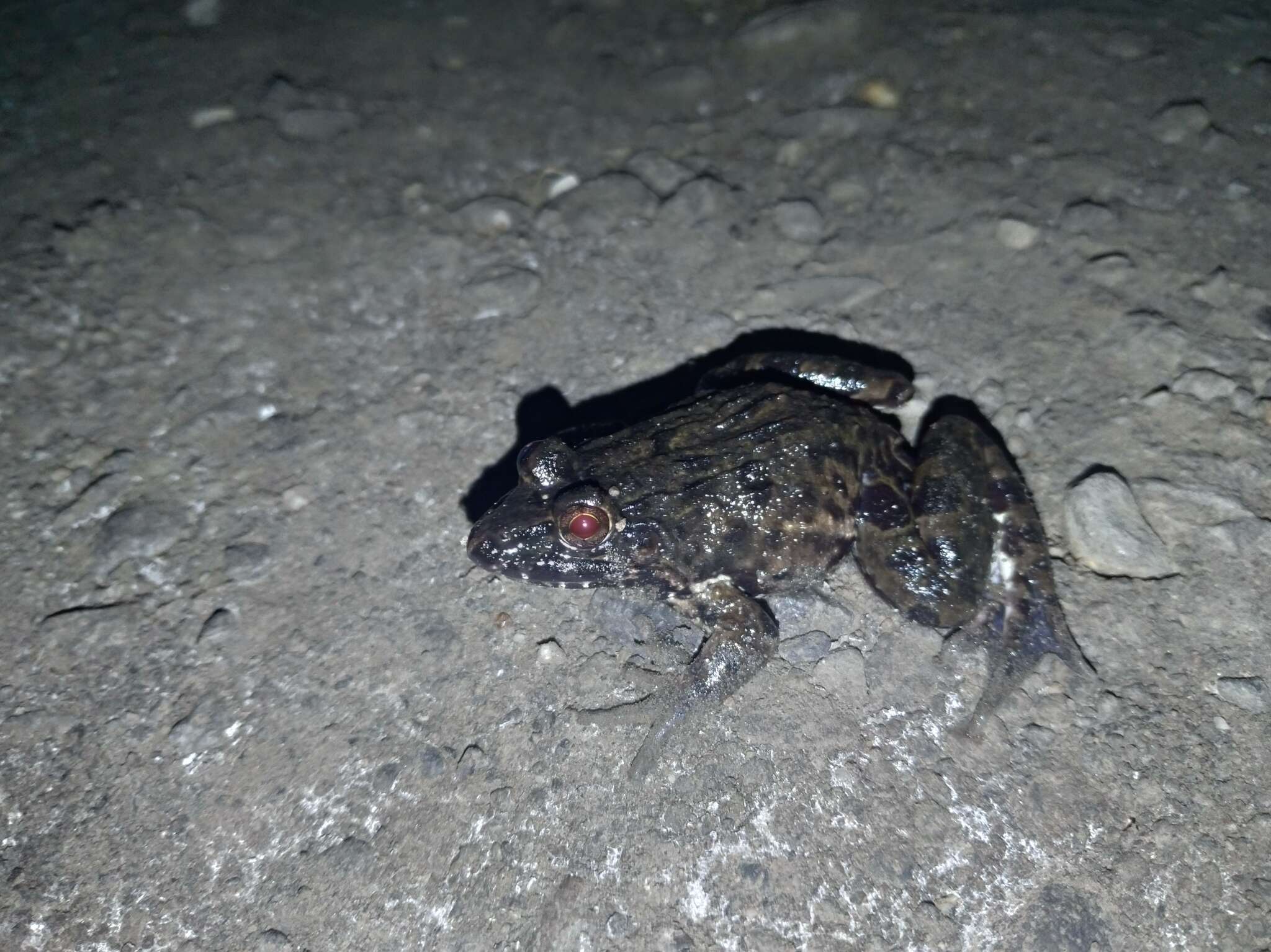 Image of Asian Brackish Frog