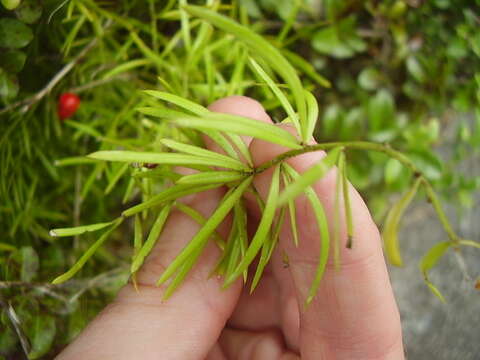 Image of Sprenger's asparagus fern