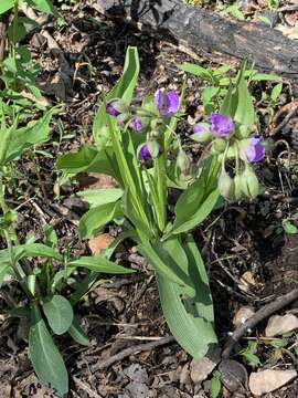 Image of Ozark spiderwort