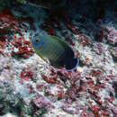 Image of Blacktail Angelfish