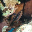 Image of viper moray