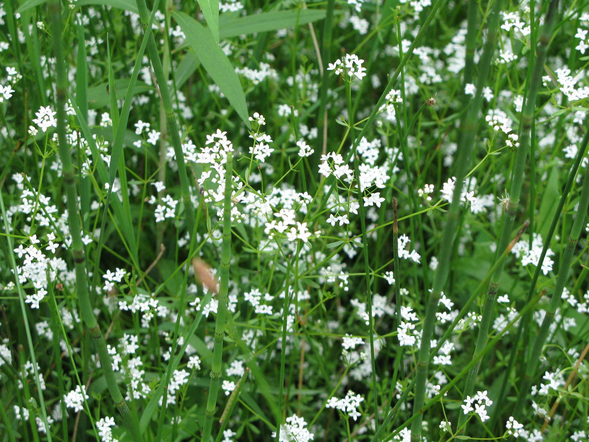 Image of Common Marsh-bedstraw