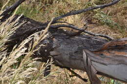 Image of Green mallee