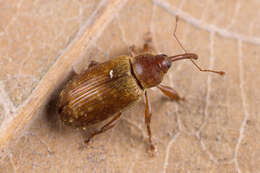 Image of Dorytomus tortrix (Linnaeus & C. 1760)