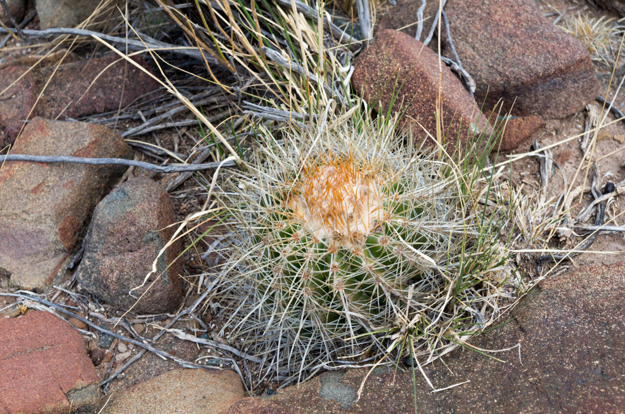 Image of Parodia maassii (Heese) A. Berger