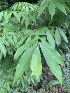 Image of Common forest ochna