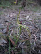 Image of Clubbed spider orchid