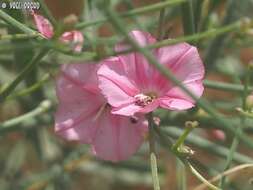 Image of Convolvulus dorycnium L.