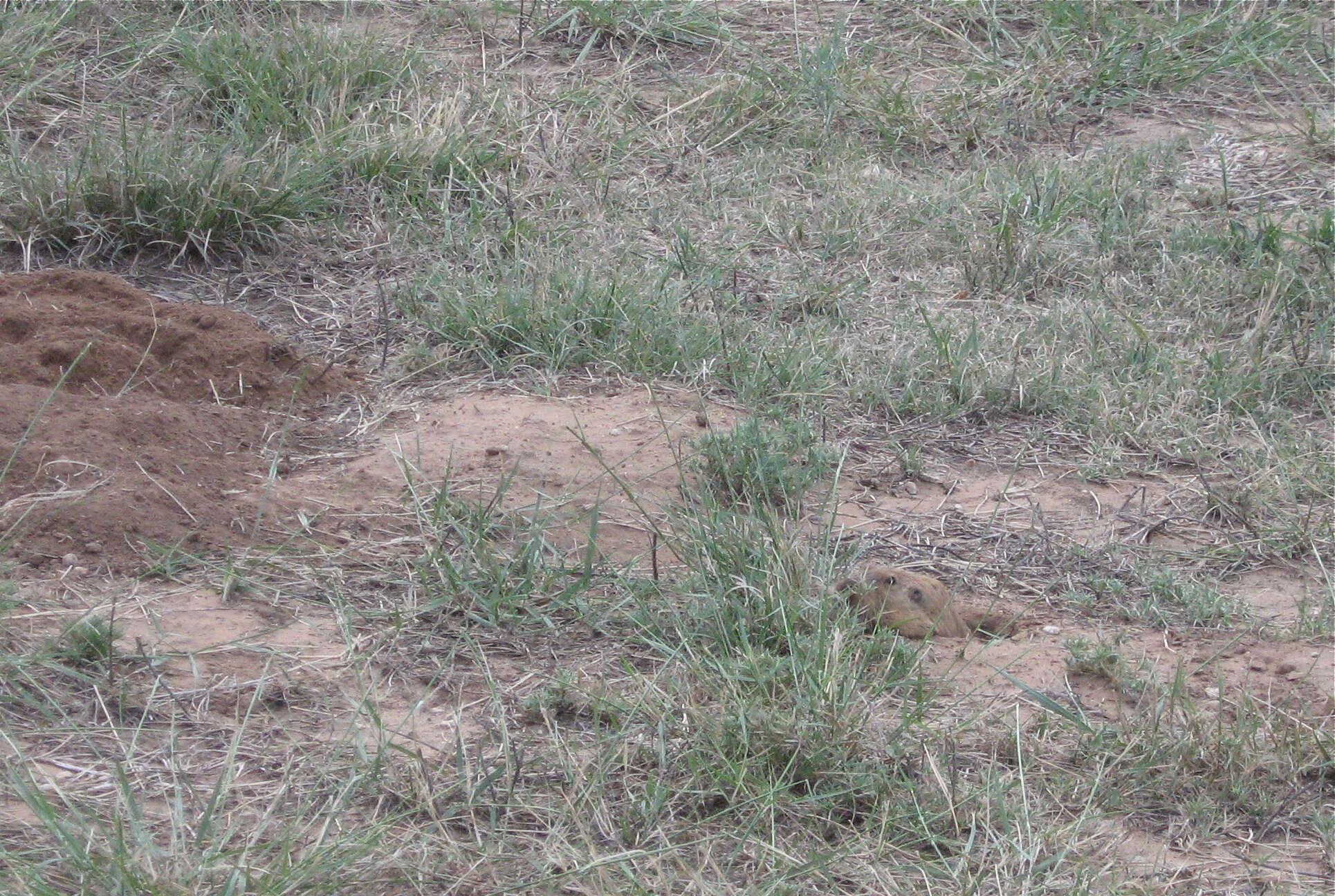 Image of Plains Pocket Gopher