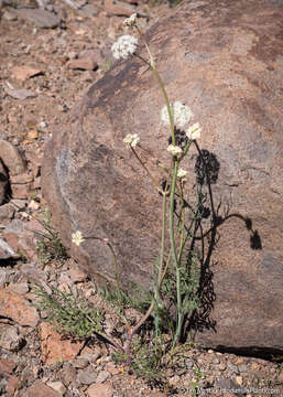 Image of Bolander's yampah