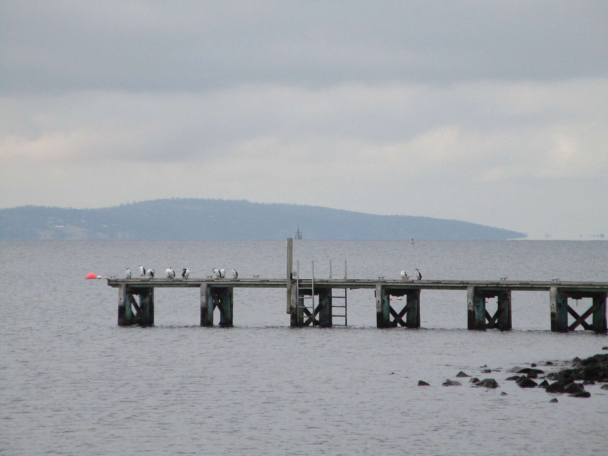 Image of Black-faced Cormorant