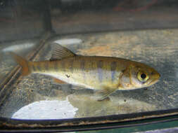 Image of Southern Barred Minnow